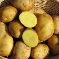 Die alte beliebte Kartoffelsorte Linda in Biolandqualität
